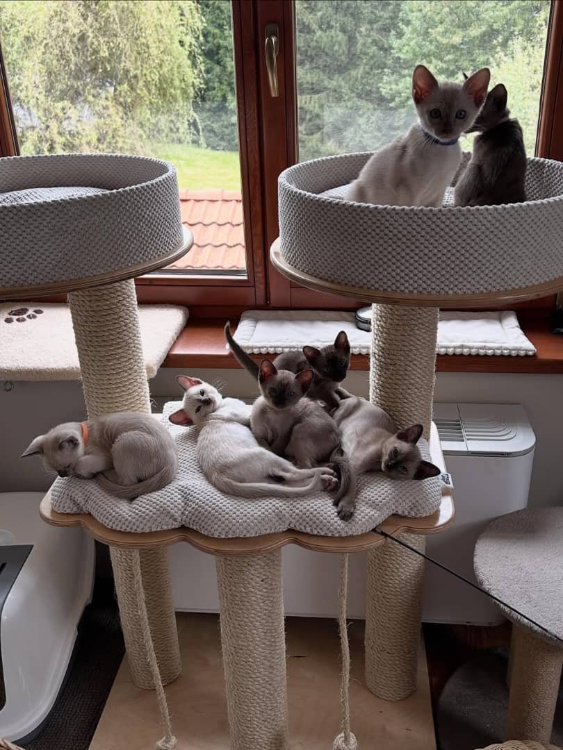 Tonkinese Kitten Health and Grooming